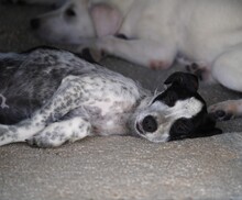 FLAVIA, Hund, Mischlingshund in Italien - Bild 6