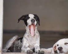 FLAVIA, Hund, Mischlingshund in Italien - Bild 7