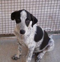 FLAVIA, Hund, Mischlingshund in Italien - Bild 8