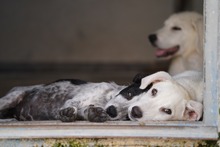 FLAVIA, Hund, Mischlingshund in Italien - Bild 9