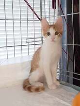 DARON, Katze, Europäisch Kurzhaar in Bulgarien - Bild 1