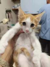 DARON, Katze, Europäisch Kurzhaar in Bulgarien - Bild 3