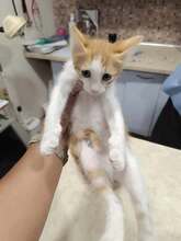 DARON, Katze, Europäisch Kurzhaar in Bulgarien - Bild 5