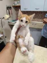 DARON, Katze, Europäisch Kurzhaar in Bulgarien - Bild 6