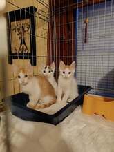 DARON, Katze, Europäisch Kurzhaar in Bulgarien - Bild 7