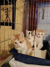 DARON, Katze, Europäisch Kurzhaar in Bulgarien - Bild 8