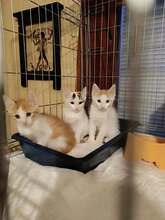 DARON, Katze, Europäisch Kurzhaar in Bulgarien - Bild 9