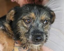ALEYNA, Hund, Mischlingshund in Rumänien - Bild 1