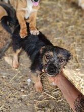 ALEYNA, Hund, Mischlingshund in Rumänien - Bild 2