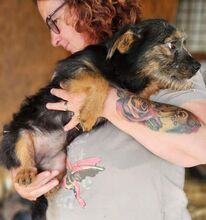ALEYNA, Hund, Mischlingshund in Rumänien - Bild 3