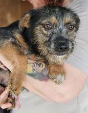 ALEYNA, Hund, Mischlingshund in Rumänien - Bild 4