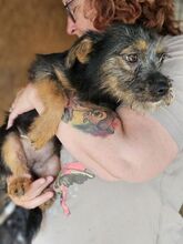 ALEYNA, Hund, Mischlingshund in Rumänien - Bild 5