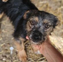 ALEYNA, Hund, Mischlingshund in Rumänien - Bild 7