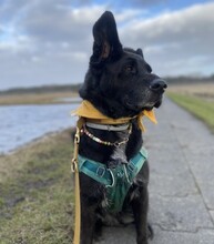 BONNIE, Hund, Mischlingshund in Berlin - Bild 1