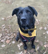 BONNIE, Hund, Mischlingshund in Berlin - Bild 3