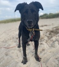BONNIE, Hund, Mischlingshund in Berlin - Bild 4