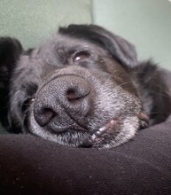 BONNIE, Hund, Mischlingshund in Berlin - Bild 5