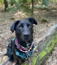 BONNIE, Hund, Mischlingshund in Berlin - Bild 6