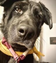 BONNIE, Hund, Mischlingshund in Berlin - Bild 8