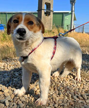 RONDA, Hund, Dackel-Jack Russell Terrier-Mix in Rumänien - Bild 1