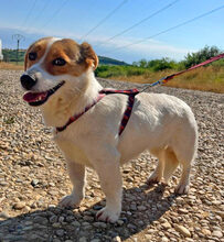 RONDA, Hund, Dackel-Jack Russell Terrier-Mix in Rumänien - Bild 2