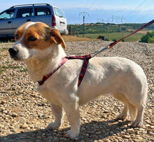 RONDA, Hund, Dackel-Jack Russell Terrier-Mix in Rumänien - Bild 3