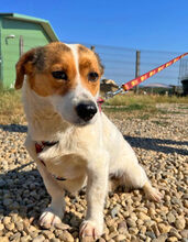 RONDA, Hund, Dackel-Jack Russell Terrier-Mix in Rumänien - Bild 4