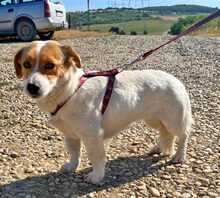 RONDA, Hund, Dackel-Jack Russell Terrier-Mix in Rumänien - Bild 5