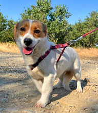 RONDA, Hund, Dackel-Jack Russell Terrier-Mix in Rumänien - Bild 6