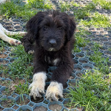 BRUNO, Hund, Mischlingshund in Rumänien - Bild 1