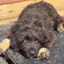 BRUNO, Hund, Mischlingshund in Rumänien - Bild 2