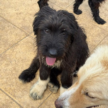 BRUNO, Hund, Mischlingshund in Rumänien - Bild 3