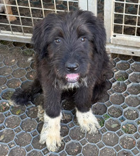 BRUNO, Hund, Mischlingshund in Rumänien - Bild 4