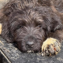 BRUNO, Hund, Mischlingshund in Rumänien - Bild 5
