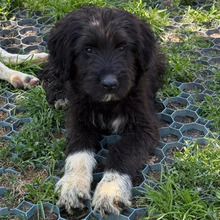 BRUNO, Hund, Mischlingshund in Rumänien - Bild 6