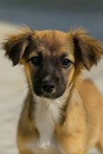YVIE, Hund, Mischlingshund in Rumänien - Bild 2