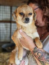 BIENCHEN, Hund, Mischlingshund in Rumänien - Bild 4