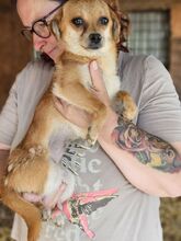 BIENCHEN, Hund, Mischlingshund in Rumänien - Bild 5