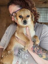 BIENCHEN, Hund, Mischlingshund in Rumänien - Bild 6
