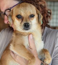 BIENCHEN, Hund, Mischlingshund in Rumänien - Bild 7