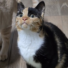 MELBA, Katze, Europäisch Kurzhaar in Bulgarien - Bild 10