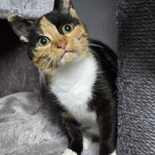 MELBA, Katze, Europäisch Kurzhaar in Bulgarien - Bild 2