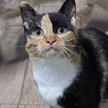 MELBA, Katze, Europäisch Kurzhaar in Bulgarien - Bild 3