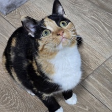 MELBA, Katze, Europäisch Kurzhaar in Bulgarien - Bild 4