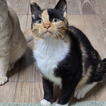 MELBA, Katze, Europäisch Kurzhaar in Bulgarien - Bild 5