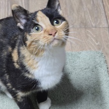 MELBA, Katze, Europäisch Kurzhaar in Bulgarien - Bild 6