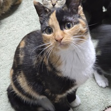 MELBA, Katze, Europäisch Kurzhaar in Bulgarien - Bild 7