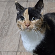 MELBA, Katze, Europäisch Kurzhaar in Bulgarien - Bild 9