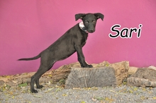 SARI, Hund, Mischlingshund in Spanien - Bild 1