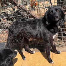 LOU, Hund, Mischlingshund in Rumänien - Bild 1